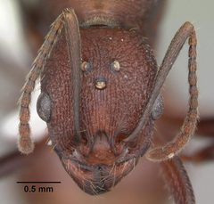 Aphaenogaster lamellidens casent0103592 head 1 by April Nobile. Used under a CC BY 4.0 license.