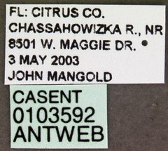 Aphaenogaster lamellidens casent0103592 label 1 by April Nobile. Used under a CC BY 4.0 license.