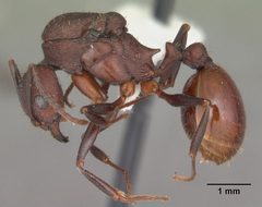Aphaenogaster lamellidens casent0103592 profile 1 by April Nobile. Used under a CC BY 4.0 license.