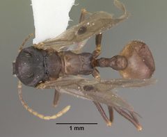 Aphaenogaster lamellidens casent0103593 dorsal 1 by April Nobile. Used under a CC BY 4.0 license.