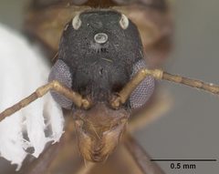 Aphaenogaster lamellidens casent0103593 head 1 by April Nobile. Used under a CC BY 4.0 license.