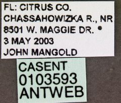 Aphaenogaster lamellidens casent0103593 label 1 by April Nobile. Used under a CC BY 4.0 license.
