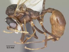 Aphaenogaster lamellidens casent0103593 profile 1 by April Nobile. Used under a CC BY 4.0 license.