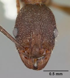 Aphaenogaster mariae casent0103599 head 1 by April Nobile. Used under a CC BY 4.0 license.