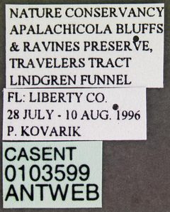 Aphaenogaster mariae casent0103599 label 1 by April Nobile. Used under a CC BY 4.0 license.