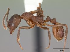 Aphaenogaster mariae casent0103599 profile 1 by April Nobile. Used under a CC BY 4.0 license.