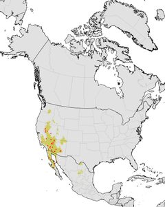 Aphaenogaster megommata - range map - with observation data by BaptisteGrandGrand. Used under a CC BY-SA 4.0 license.