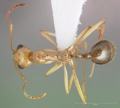 Aphaenogaster megommata casent0005724 dorsal 1 by wikipedia. Used under a CC BY 4.0 license.