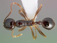 Aphaenogaster occidentalis casent0005725 dorsal 1 by wikipedia. Used under a CC BY 4.0 license.