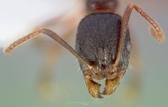 Aphaenogaster occidentalis casent0005725 head 1 by wikipedia. Used under a CC BY 4.0 license.