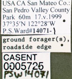 Aphaenogaster occidentalis casent0005725 label 1 by wikipedia. Used under a CC BY 4.0 license.