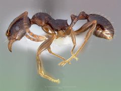 Aphaenogaster occidentalis casent0005725 profile 1 by wikipedia. Used under a CC BY 4.0 license.