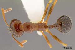 Aphaenogaster occidentalis casent0106090 dorsal 1 by Michael Branstetter 2007. Used under a CC BY 4.0 license.