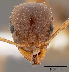 Aphaenogaster occidentalis casent0106090 head 1 by Michael Branstetter 2007. Used under a CC BY 4.0 license.