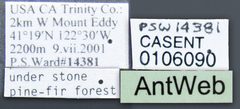 Aphaenogaster occidentalis casent0106090 label 1 by Michael Branstetter 2007. Used under a CC BY 4.0 license.