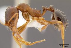 Aphaenogaster occidentalis casent0106090 profile 1 by Michael Branstetter 2007. Used under a CC BY 4.0 license.