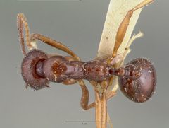 Aphaenogaster patruelis carbonaria castype00621 dorsal 1 by wikipedia. Used under a CC BY 4.0 license.