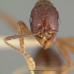 Aphaenogaster patruelis carbonaria castype00621 head 1 by wikipedia. Used under a CC BY 4.0 license.
