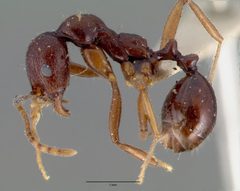 Aphaenogaster patruelis carbonaria castype00621 profile 1 by wikipedia. Used under a CC BY 4.0 license.