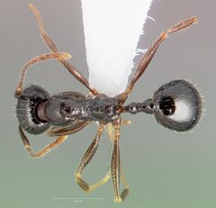 Aphaenogaster patruelis casent0005726 dorsal 1 by wikipedia. Used under a CC BY 4.0 license.