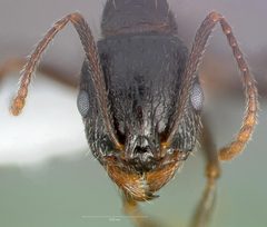 Aphaenogaster patruelis casent0005726 head 1 by wikipedia. Used under a CC BY 4.0 license.