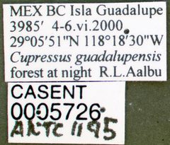 Aphaenogaster patruelis casent0005726 label 1 by wikipedia. Used under a CC BY 4.0 license.