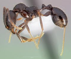 Aphaenogaster patruelis casent0005726 profile 1 by wikipedia. Used under a CC BY 4.0 license.