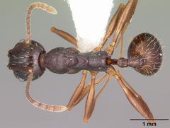Aphaenogaster picea casent0104844 dorsal 1 by April Nobile. Used under a CC BY 4.0 license.
