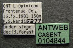 Aphaenogaster picea casent0104844 label 1 by April Nobile. Used under a CC BY 4.0 license.