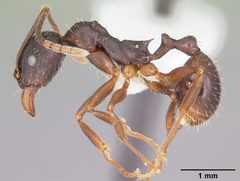 Aphaenogaster picea casent0104844 profile 1 by April Nobile. Used under a CC BY 4.0 license.