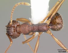 Aphaenogaster rudis casent0104843 dorsal 1 by April Nobile. Used under a CC BY 4.0 license.