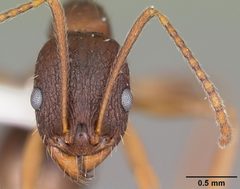 Aphaenogaster rudis casent0104843 head 1 by April Nobile. Used under a CC BY 4.0 license.
