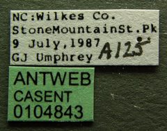 Aphaenogaster rudis casent0104843 label 1 by April Nobile. Used under a CC BY 4.0 license.