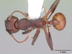 Aphaenogaster tennesseensis casent0103600 dorsal 1 by April Nobile. Used under a CC BY 4.0 license.