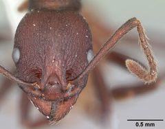 Aphaenogaster tennesseensis casent0103600 head 1 by April Nobile. Used under a CC BY 4.0 license.