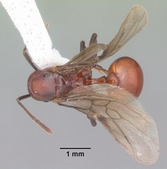 Aphaenogaster tennesseensis casent0103602 dorsal 2 by April Nobile. Used under a CC BY 4.0 license.