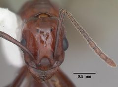 Aphaenogaster tennesseensis casent0103602 head 1 by April Nobile. Used under a CC BY 4.0 license.