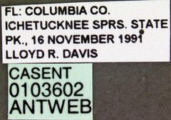 Aphaenogaster tennesseensis casent0103602 label 1 by April Nobile. Used under a CC BY 4.0 license.