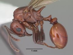 Aphaenogaster tennesseensis casent0103602 profile 1 by April Nobile. Used under a CC BY 4.0 license.