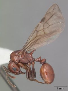 Aphaenogaster tennesseensis casent0103602 profile 2 by April Nobile. Used under a CC BY 4.0 license.