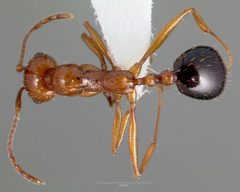 Aphaenogaster uinta casent0005727 dorsal 1 by wikipedia. Used under a CC BY 4.0 license.