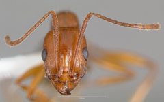 Aphaenogaster uinta casent0005727 head 1 by wikipedia. Used under a CC BY 4.0 license.