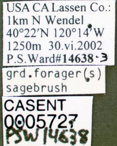 Aphaenogaster uinta casent0005727 label 1 by wikipedia. Used under a CC BY 4.0 license.