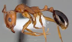 Aphaenogaster uinta casent0005727 profile 1 by wikipedia. Used under a CC BY 4.0 license.