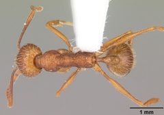 Aphaenogaster umphreyi casent0103612 dorsal 1 by April Nobile. Used under a CC BY 4.0 license.