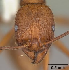 Aphaenogaster umphreyi casent0103612 head 1 by April Nobile. Used under a CC BY 4.0 license.