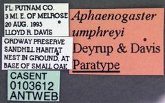 Aphaenogaster umphreyi casent0103612 label 1 by April Nobile. Used under a CC BY 4.0 license.