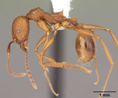 Aphaenogaster umphreyi casent0103612 profile 1 by April Nobile. Used under a CC BY 4.0 license.