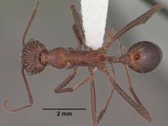 Aphaenogaster albisetosa casent0102824 dorsal 1 by Jen Fogarty. Used under a CC BY 4.0 license.