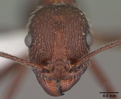 Aphaenogaster albisetosa casent0102824 head 1 by April Nobile. Used under a CC BY 4.0 license.